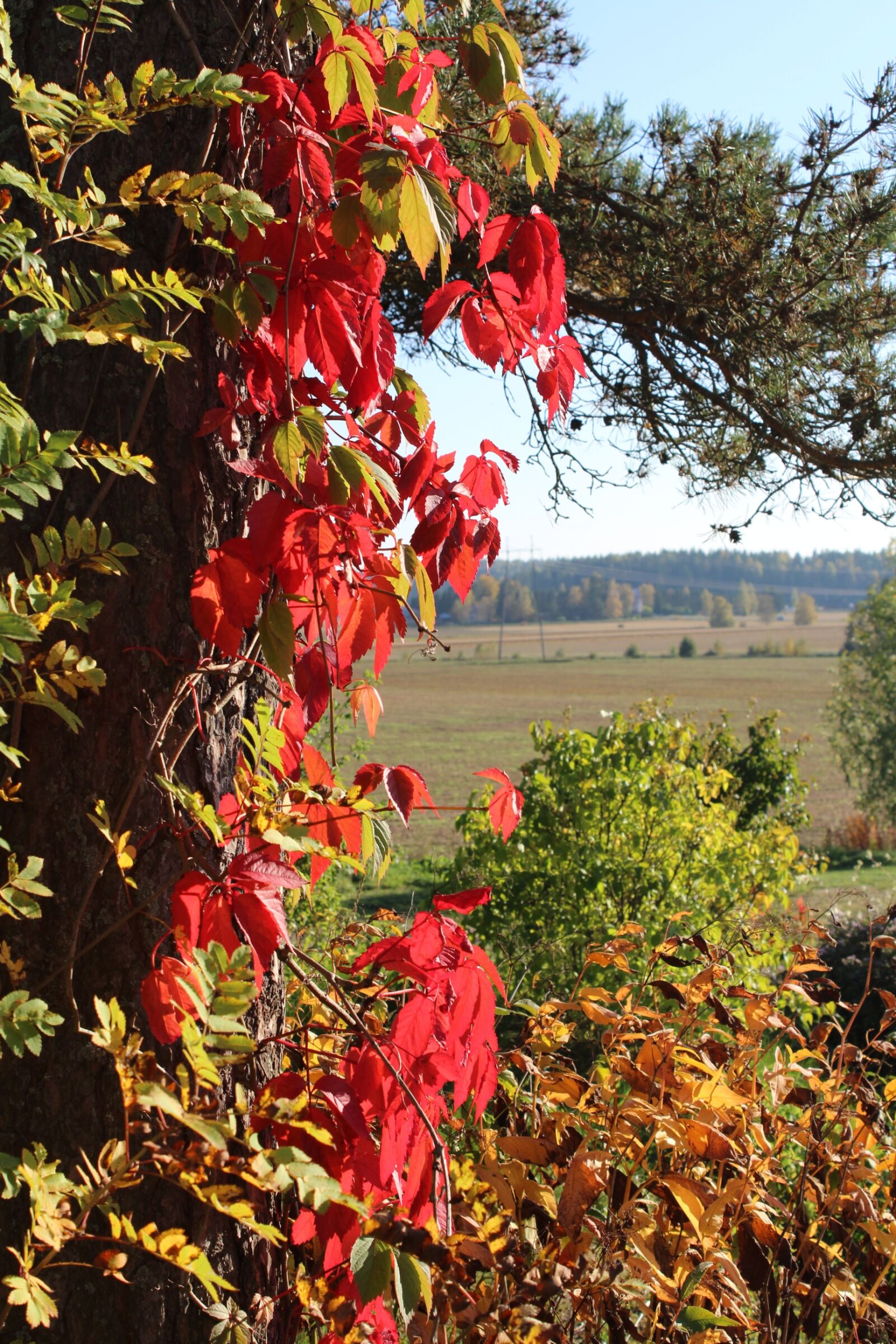 Canon EOS 600D (Rebel EOS T3i / EOS Kiss X5) sample photo. Autumn, red, colorful leaf photography