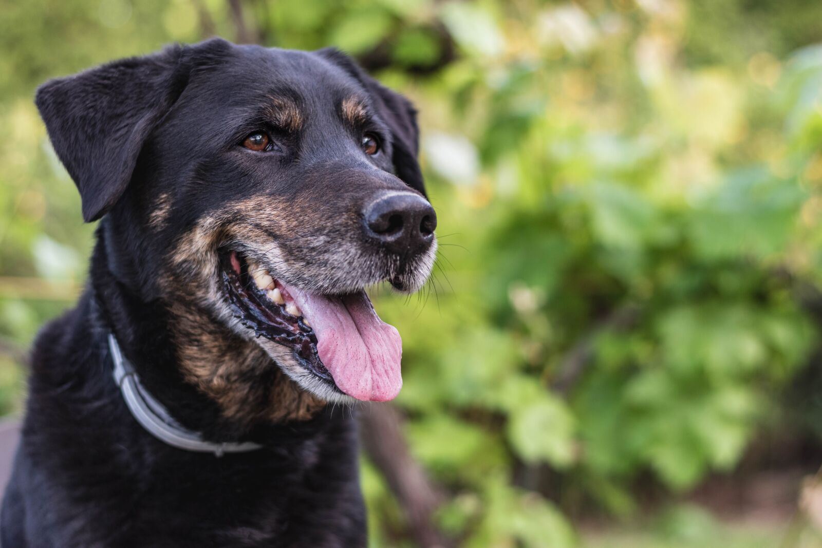 Nikon D5600 sample photo. Dog, doggie, animal photography