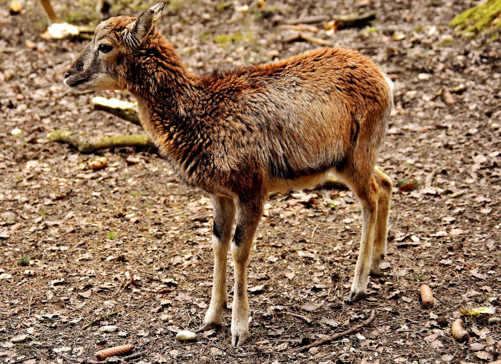 Nikon D7200 sample photo. Mouflon, young animal, aries photography