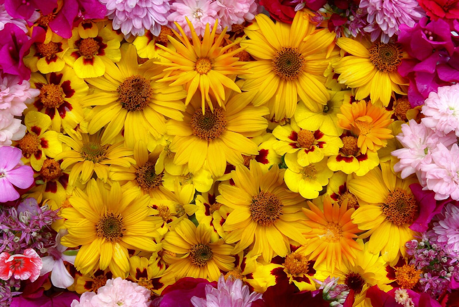 Canon EOS 1300D (EOS Rebel T6 / EOS Kiss X80) sample photo. Flowers, decoration, greeting card photography