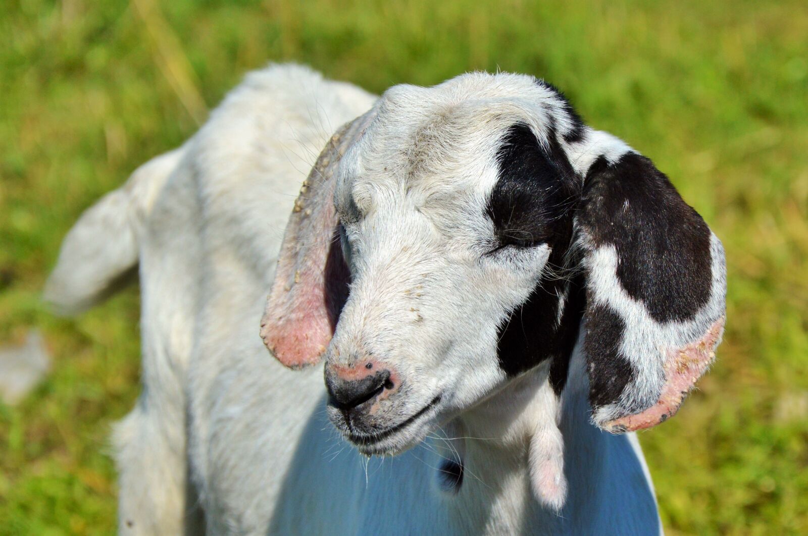 Nikon D3200 sample photo. Sheep, schäfchen, livestock photography