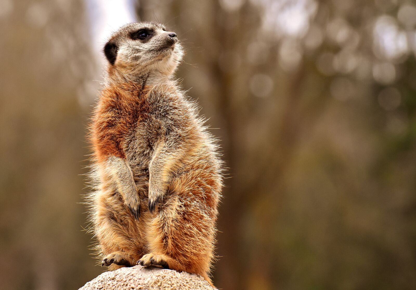 Nikon D7200 sample photo. Meerkat, animal, nature photography