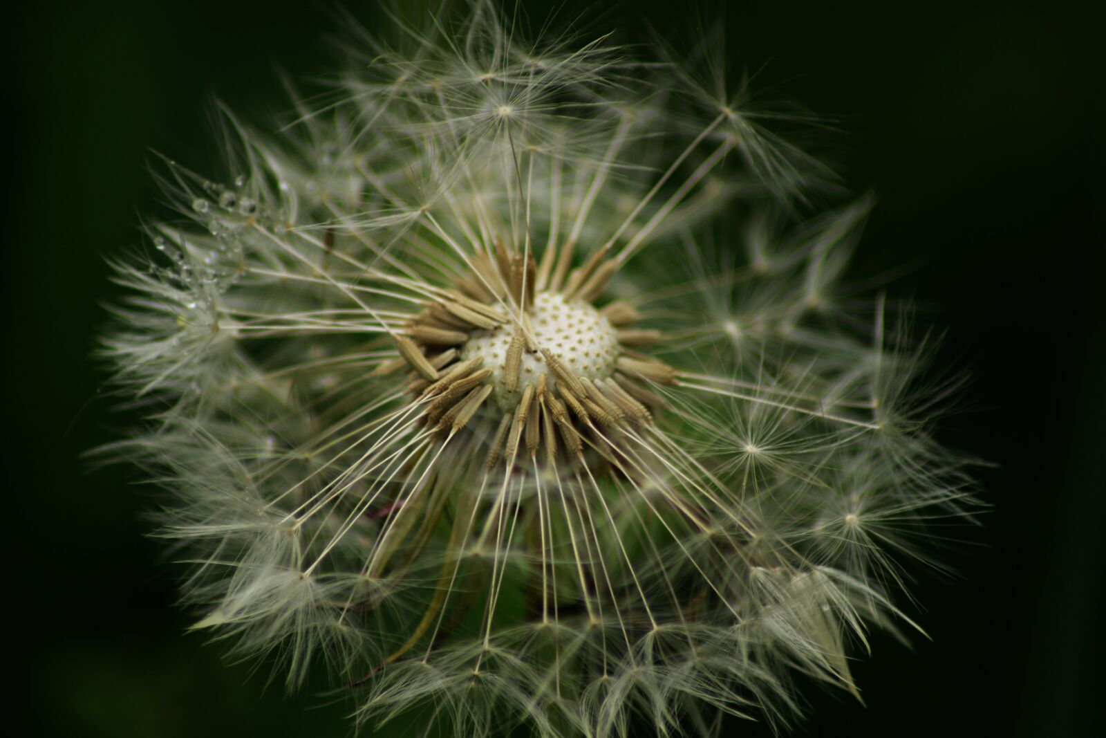 Canon EOS 100D (EOS Rebel SL1 / EOS Kiss X7) sample photo. Dandelion, flower, close up photography