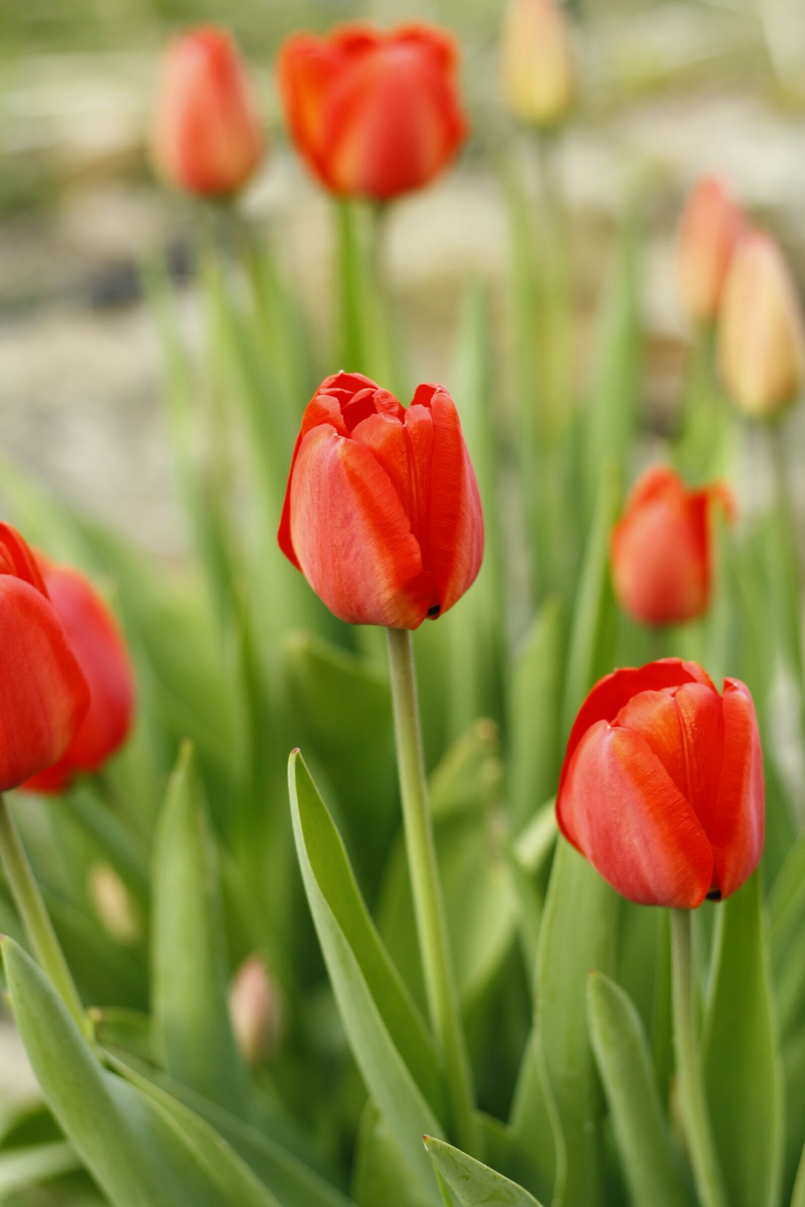 Canon EOS 1000D (EOS Digital Rebel XS / EOS Kiss F) sample photo. Red tulip, spring, spring photography