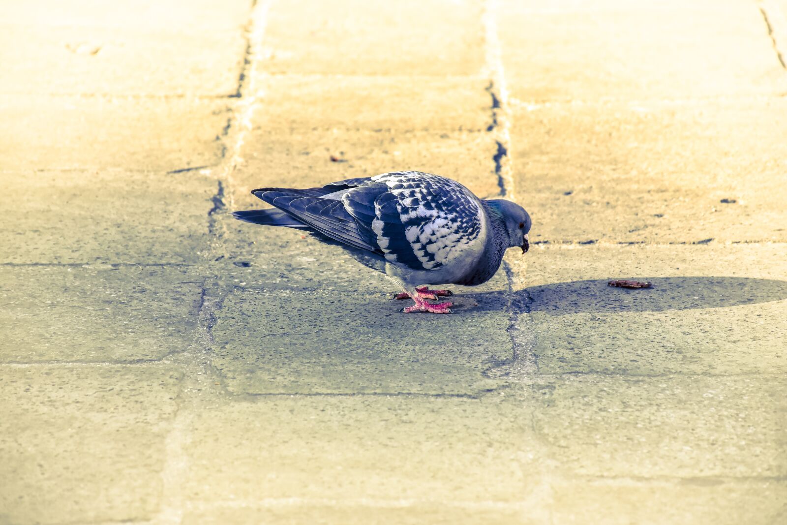 Nikon D7200 sample photo. Pigeon, bird, pigeons photography