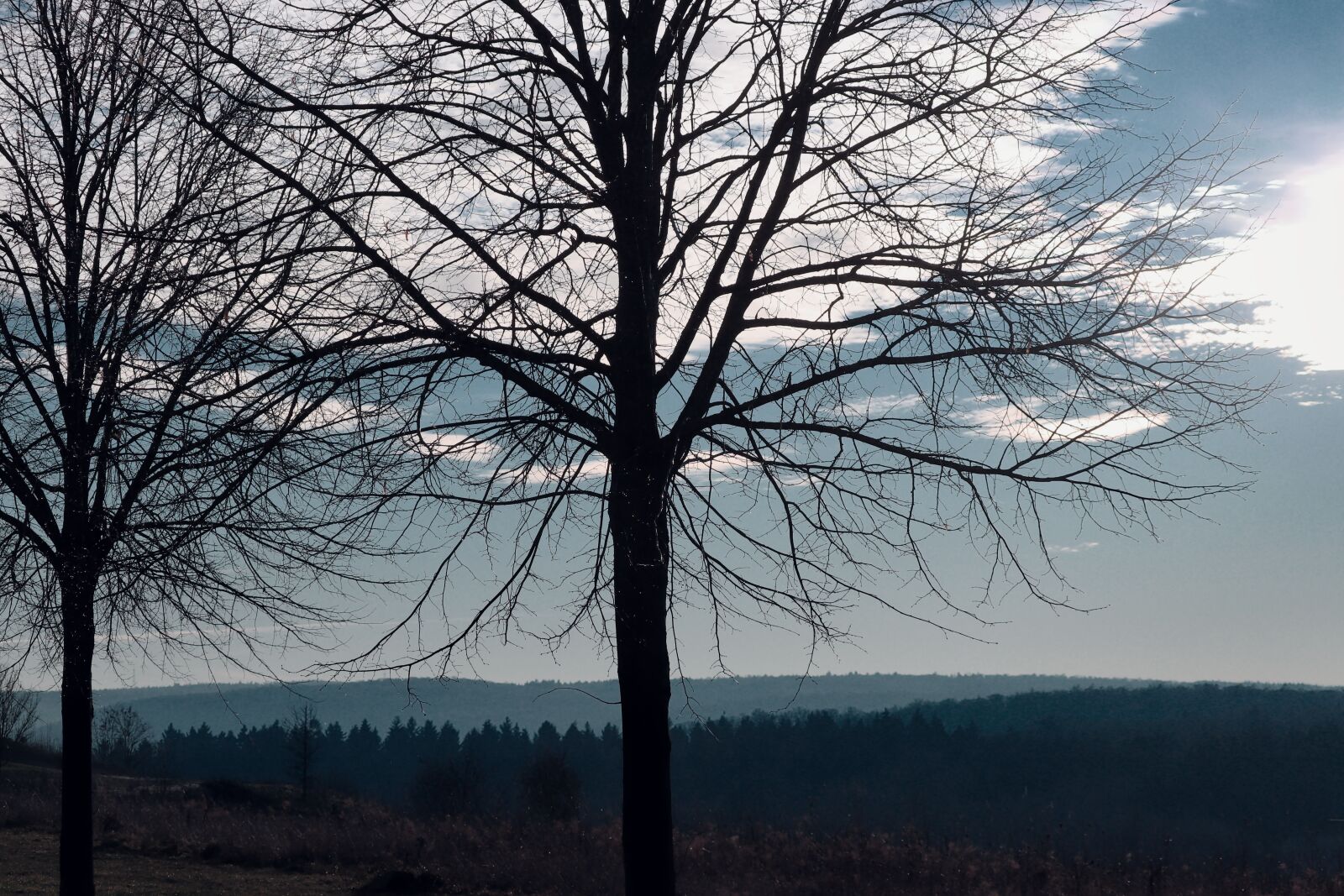 Canon EOS 200D (EOS Rebel SL2 / EOS Kiss X9) sample photo. Winter, silhouette, aesthetic photography