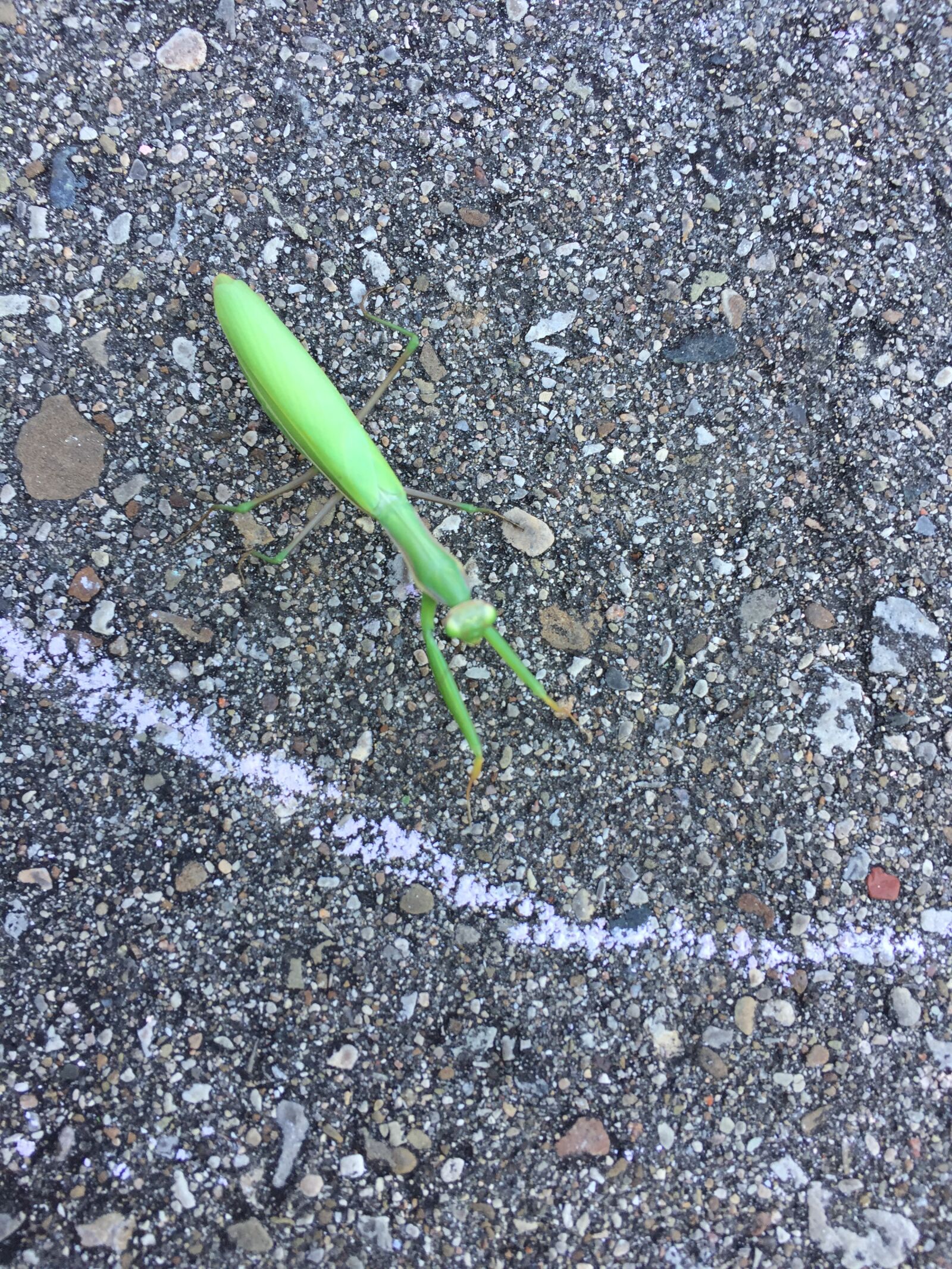 Apple iPhone 6 sample photo. Praying mantis, insect, green photography