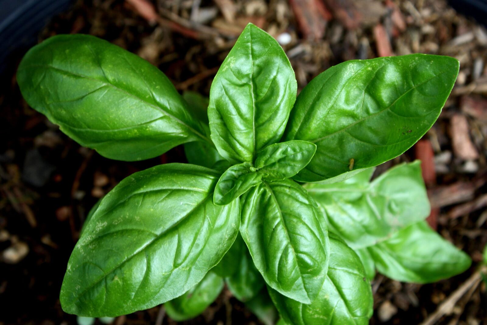 f/3.5-5.6 IS sample photo. Sweet basil plant, vegetable photography