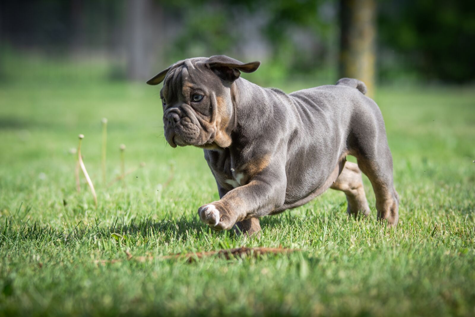 Nikon D7200 sample photo. Puppies, bulldog, dog photography