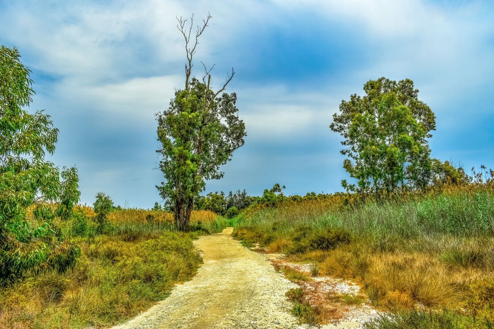 Nikon D3300 sample photo. Swamp, path, tree photography