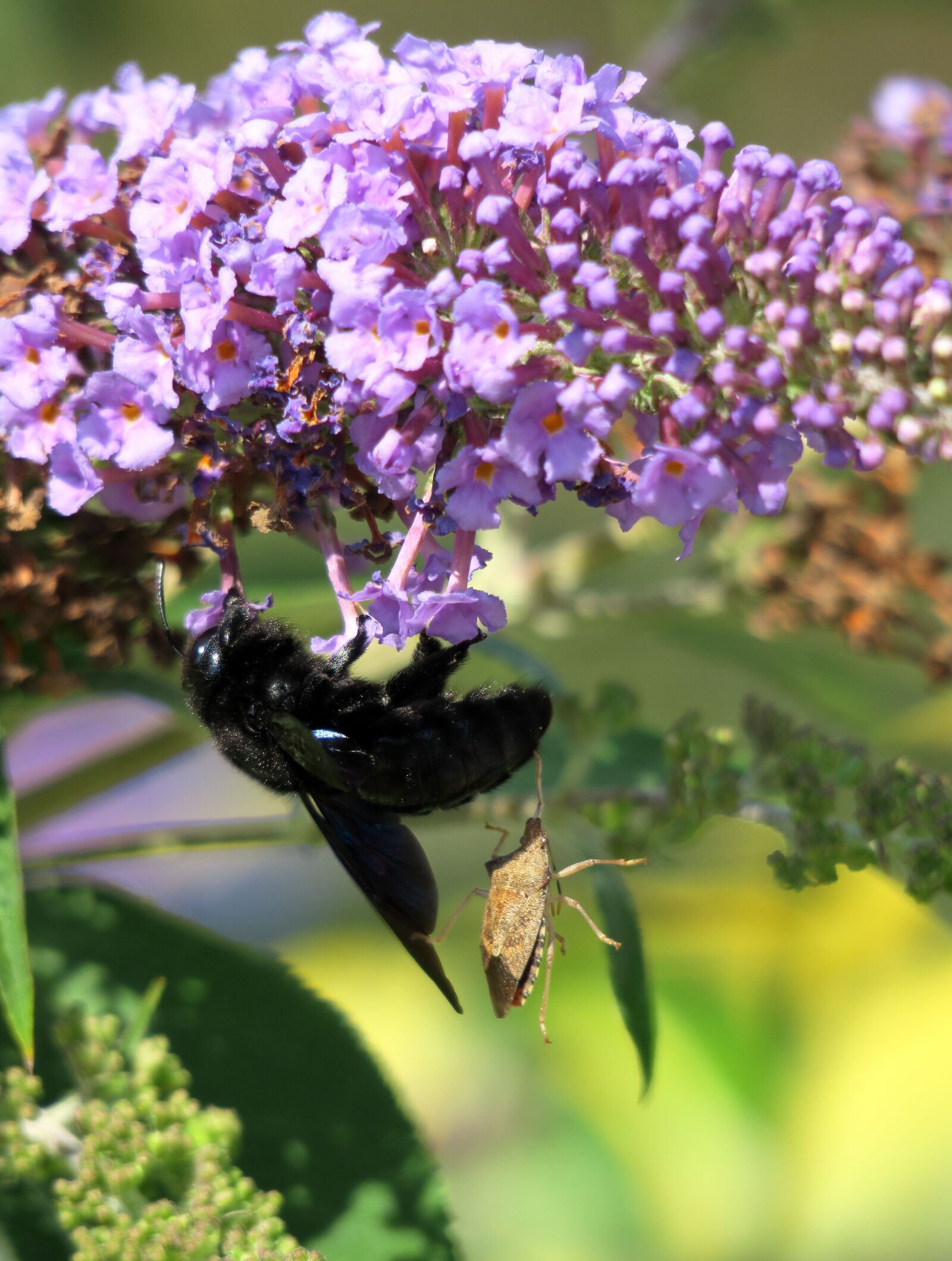 Canon PowerShot G3 X sample photo. Black wooden bee, hornet photography