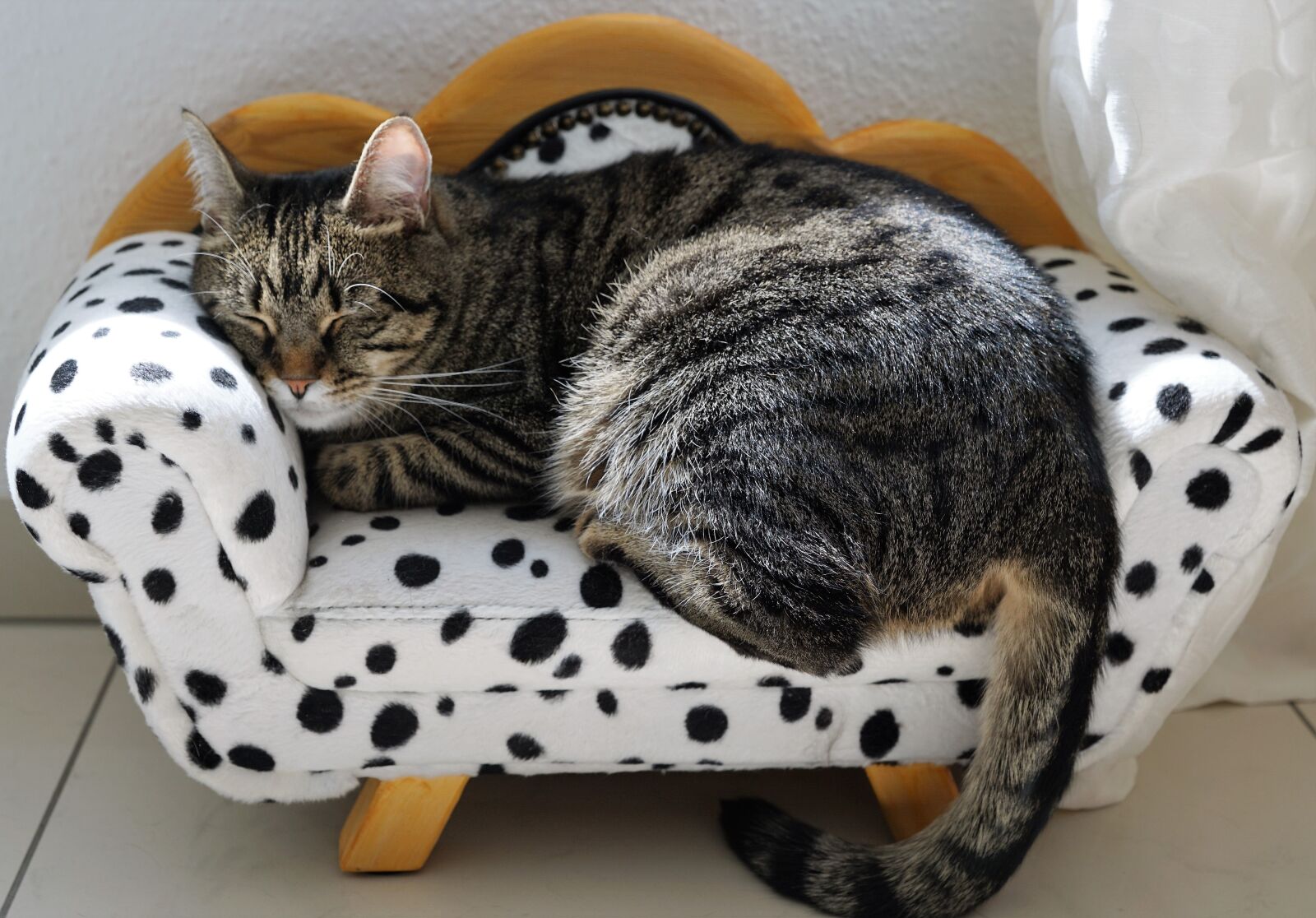 Sony ILCA-77M2 + Sony DT 16-50mm F2.8 SSM sample photo. Cat, tiger, tigerle photography