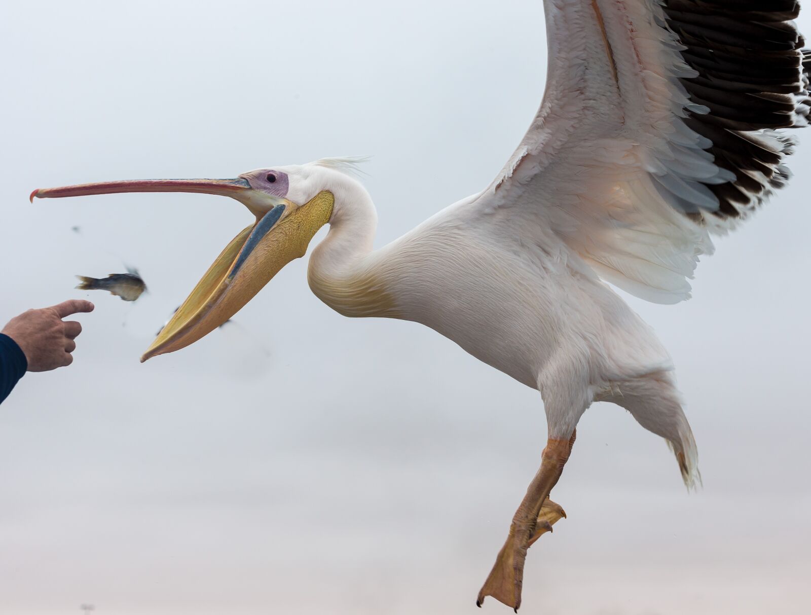 Canon EOS-1D X sample photo. Pelican, bird, feeding photography
