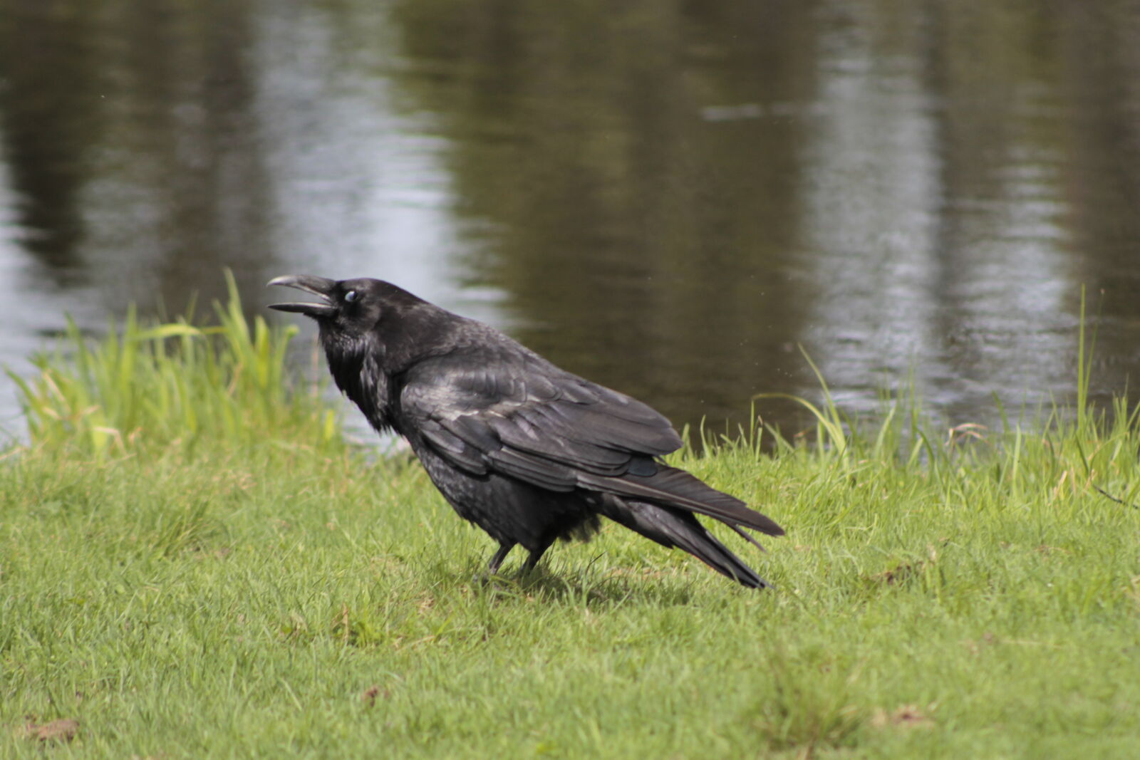 Canon EOS 1100D (EOS Rebel T3 / EOS Kiss X50) sample photo. Bird, raven photography