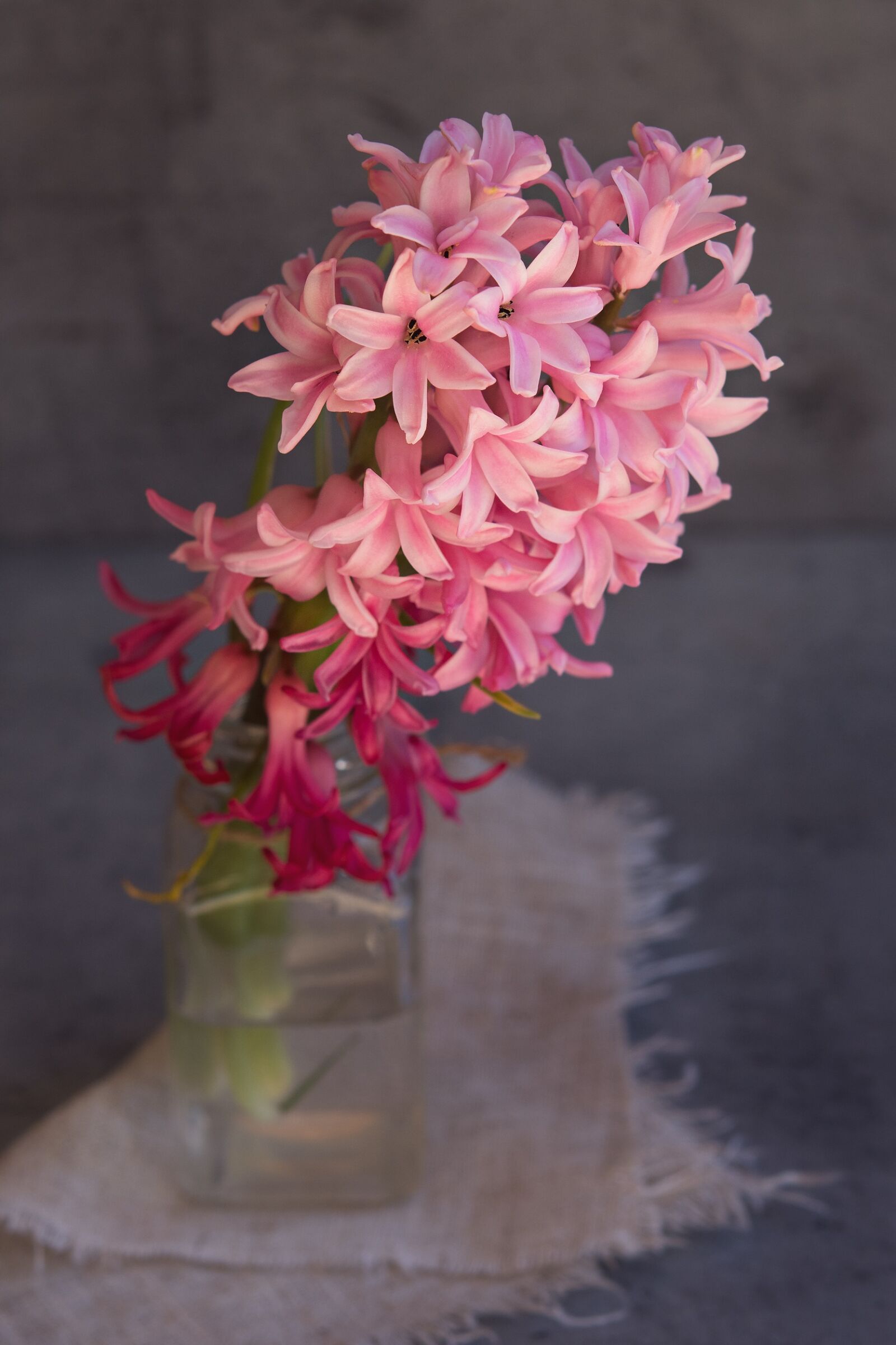 Nikon D7100 sample photo. Hyacinth, flower, pink photography