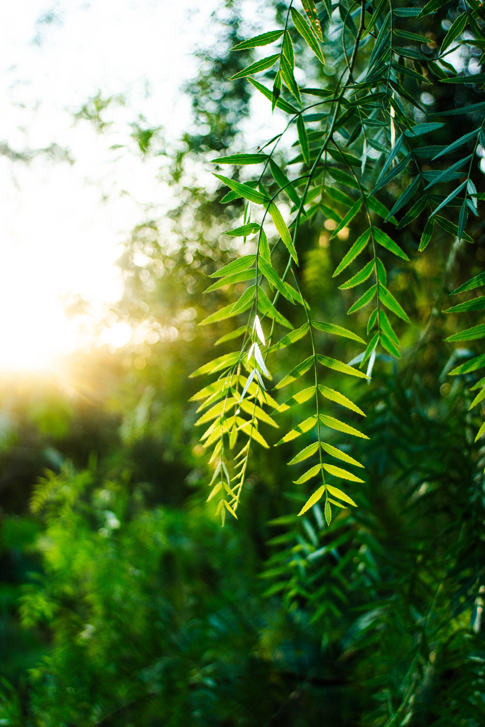 Sony 28mm F2.8 sample photo