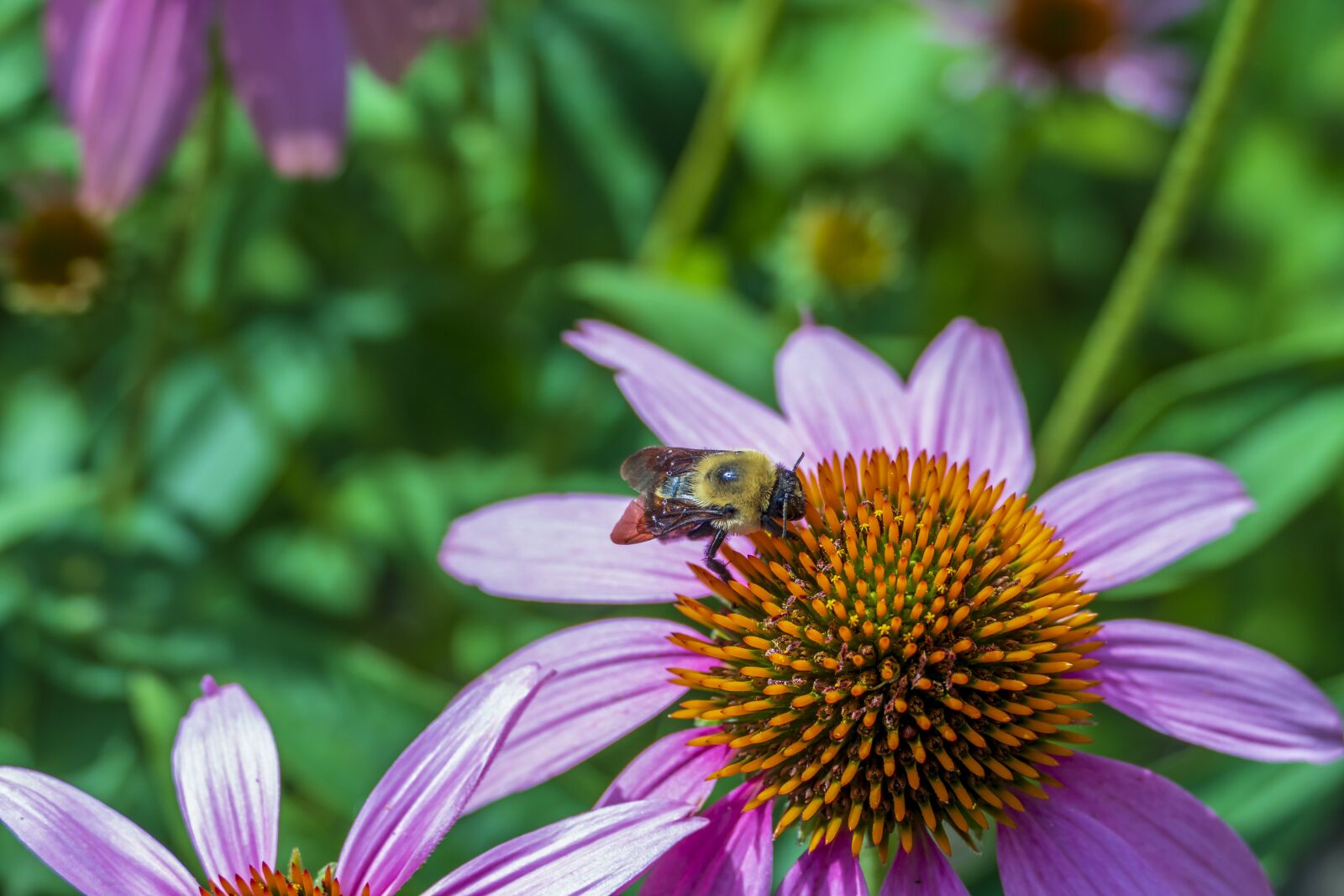 Panasonic Lumix DMC-FZ1000 sample photo. Bee, bumble, bumblebee photography