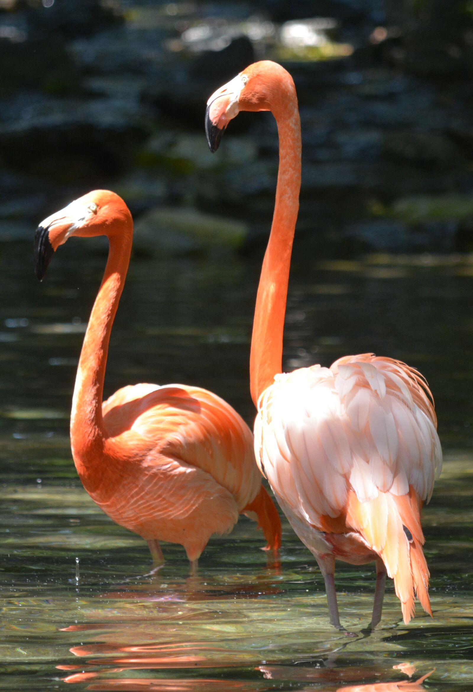 Nikon D7100 sample photo. Pink flamingo, philadelphia zoo photography