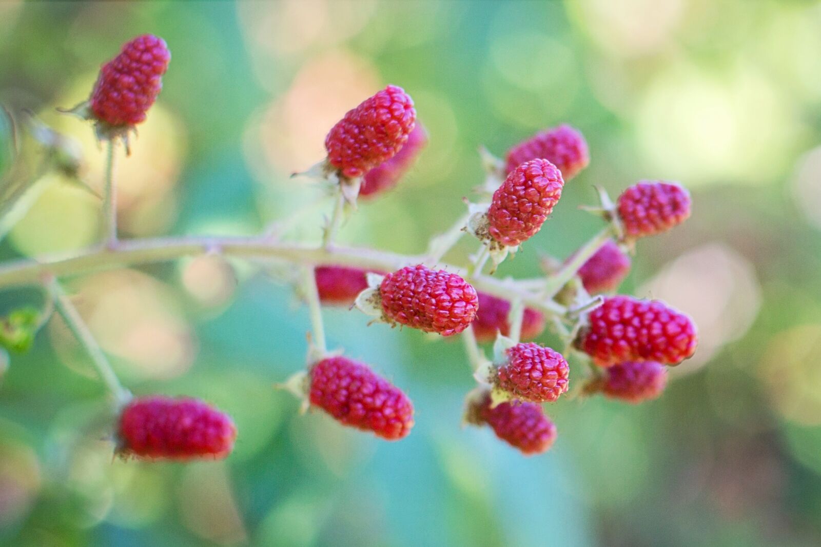Canon EF 50mm F1.4 USM sample photo. Raspberries, bush, red photography