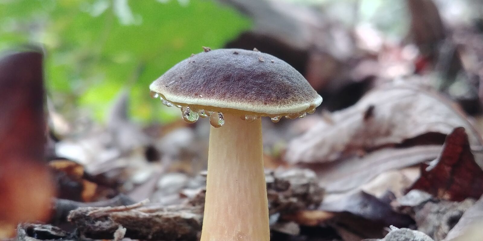 LG G6 sample photo. Mushroom, fungi, nature photography