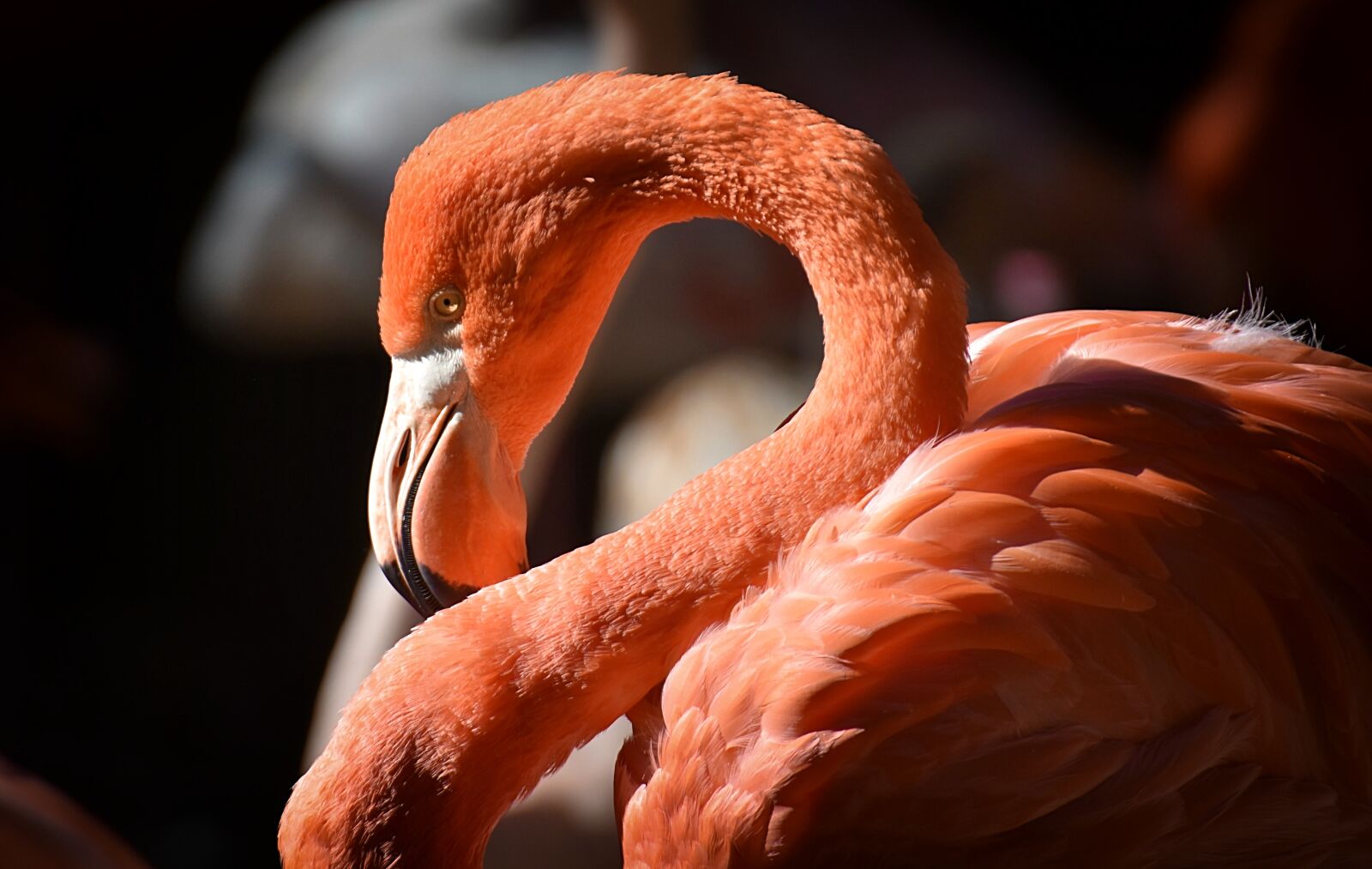 Nikon D7200 sample photo. Flamingo, bird, colorful photography