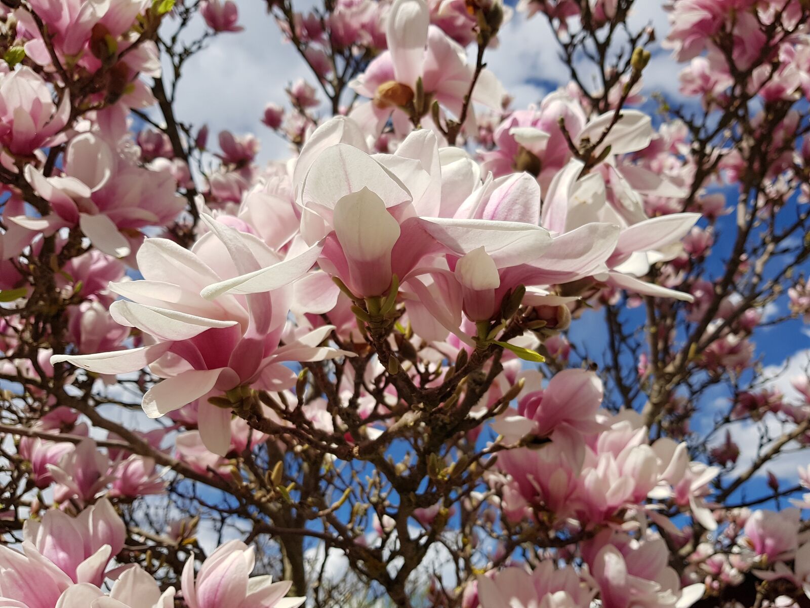 Samsung Galaxy S7 Edge sample photo. Magnolia, blossom, bloom photography