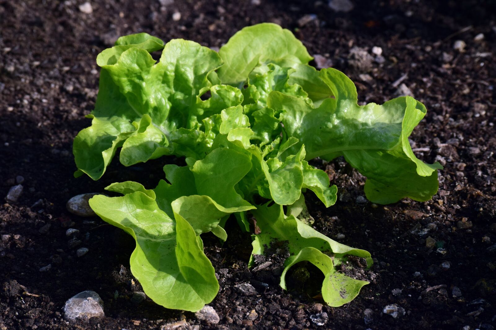 Nikon D3300 sample photo. Earth, vegetables, leaf photography