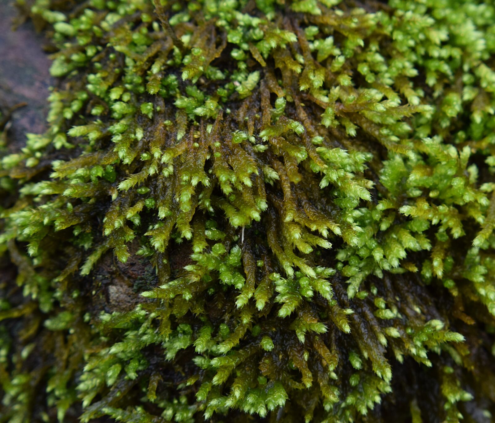 Nikon D3300 sample photo. Rain-wet moss on rock photography