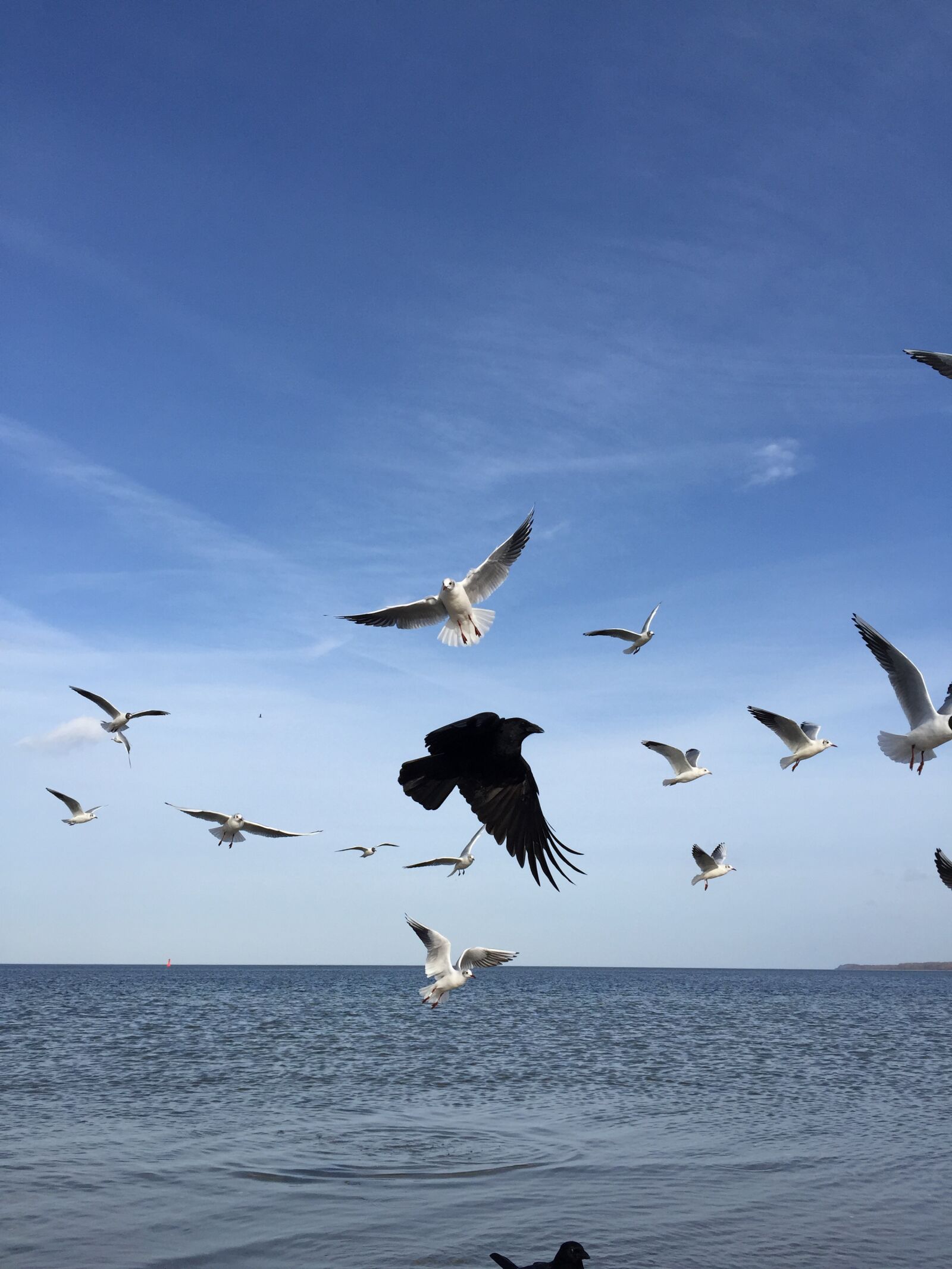 Apple iPhone 6 sample photo. Gulls, crow, baltic sea photography