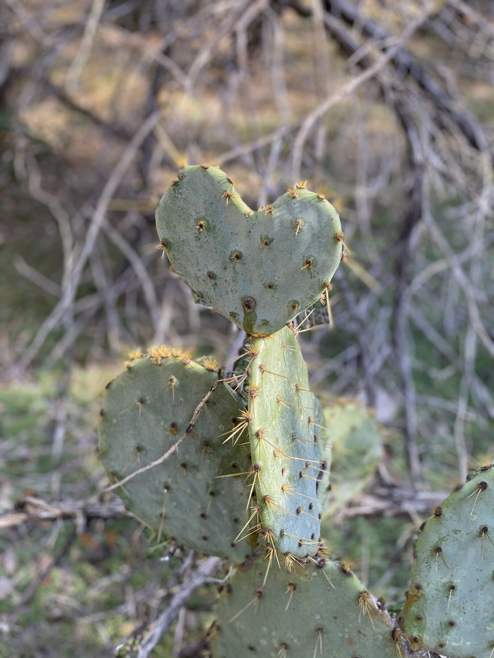 Apple iPhone 11 Pro Max + iPhone 11 Pro Max back dual camera 6mm f/2 sample photo. Heart shaped cactus, texas photography
