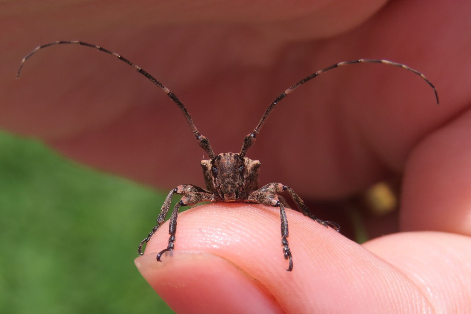 Canon PowerShot SX50 HS sample photo. Insect, beetle, arthropod photography