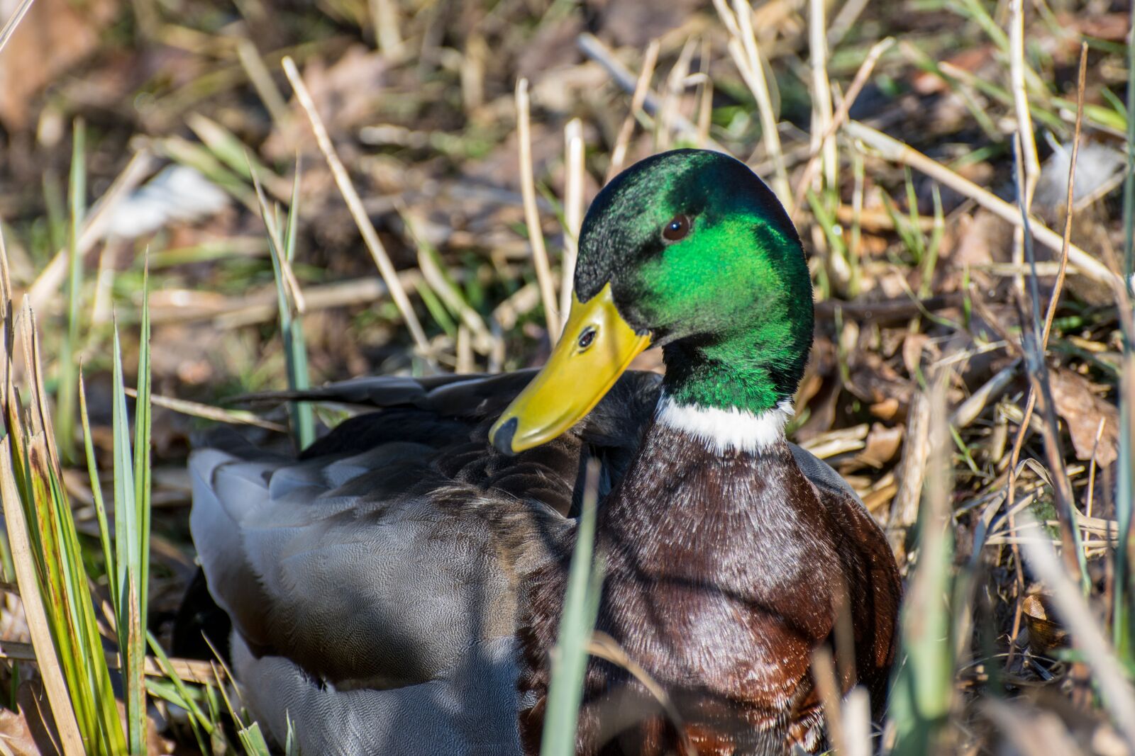 Nikon D5300 sample photo. Duck, drake, bird photography