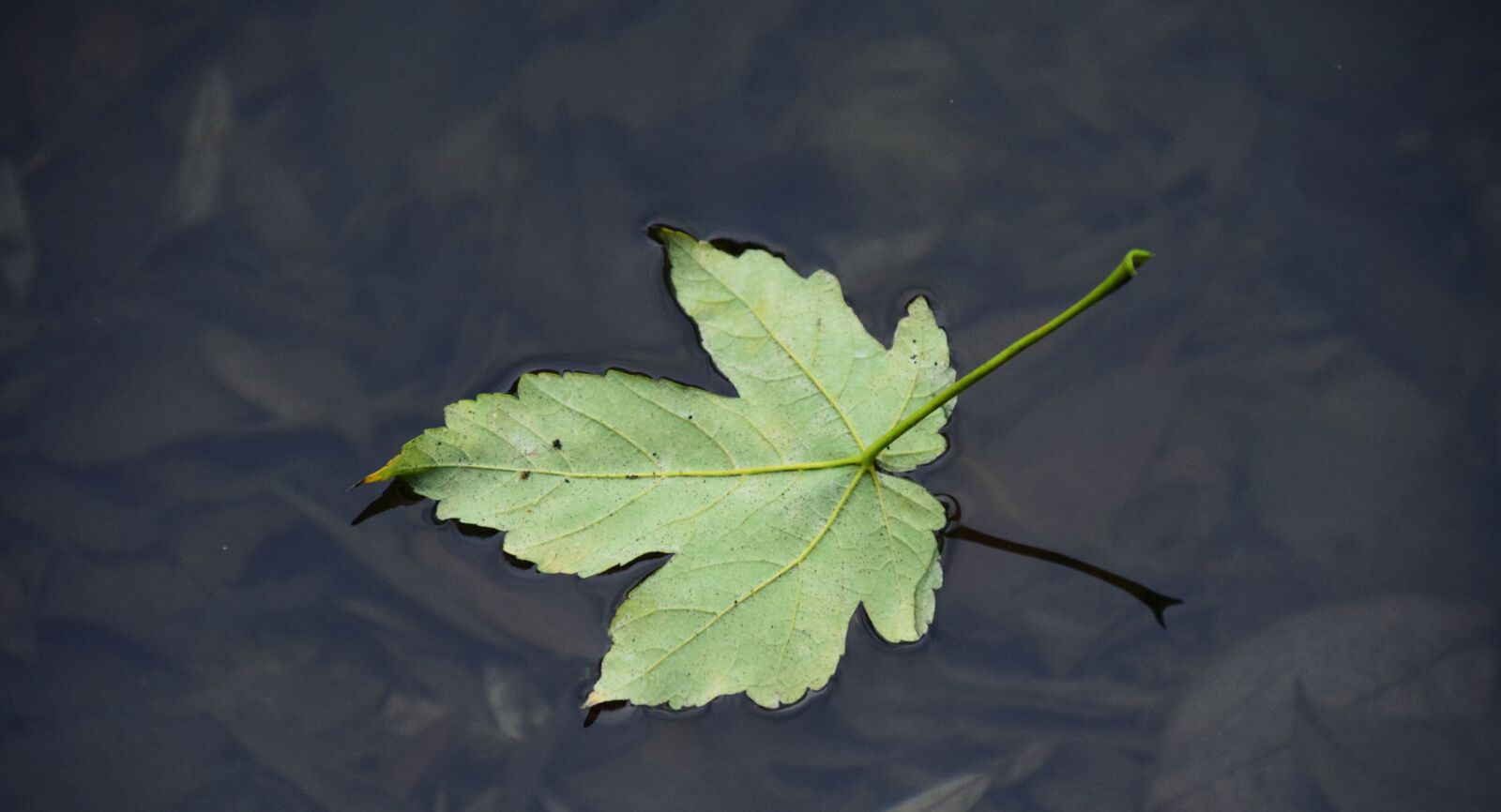 Nikon D3300 sample photo. Leaf, water, leaf on photography