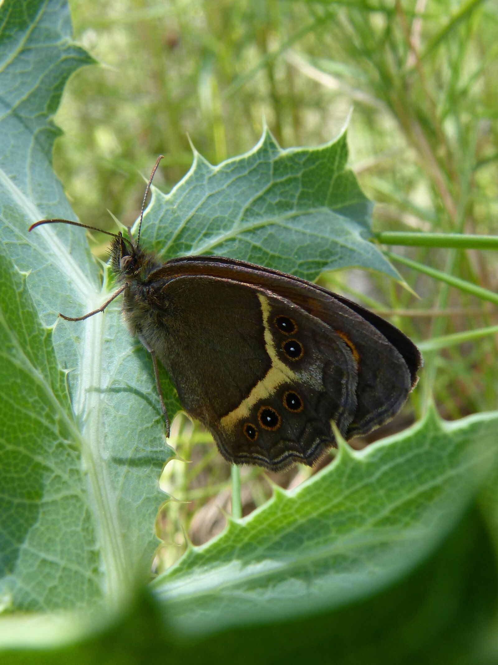 Panasonic DMC-FZ62 sample photo. Pyronia bathseba, butterfly, lobito photography