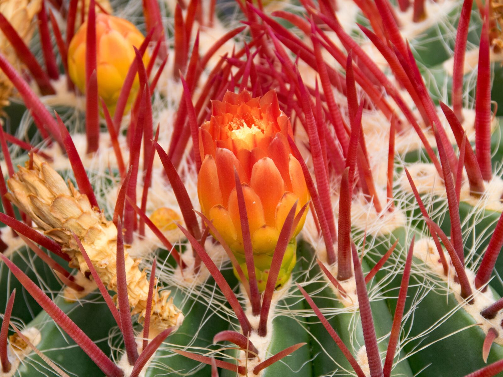 Nikon D5300 sample photo. Jardin de cactus, cactus photography