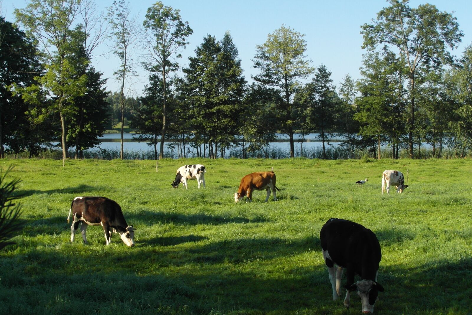 Samsung WB750 sample photo. Cows, pasture land, animals photography