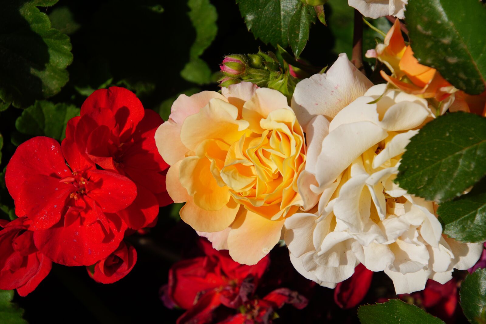 Tamron 16-300mm F3.5-6.3 Di II VC PZD Macro sample photo. Rose, blossom, bloom photography