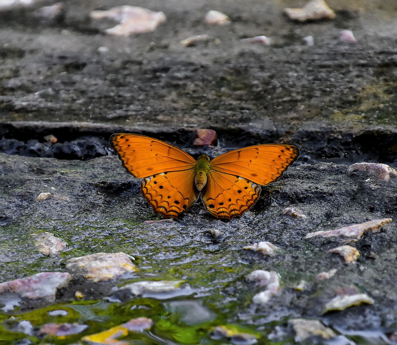Nikon D5500 sample photo. Butterfly, insects, animals photography