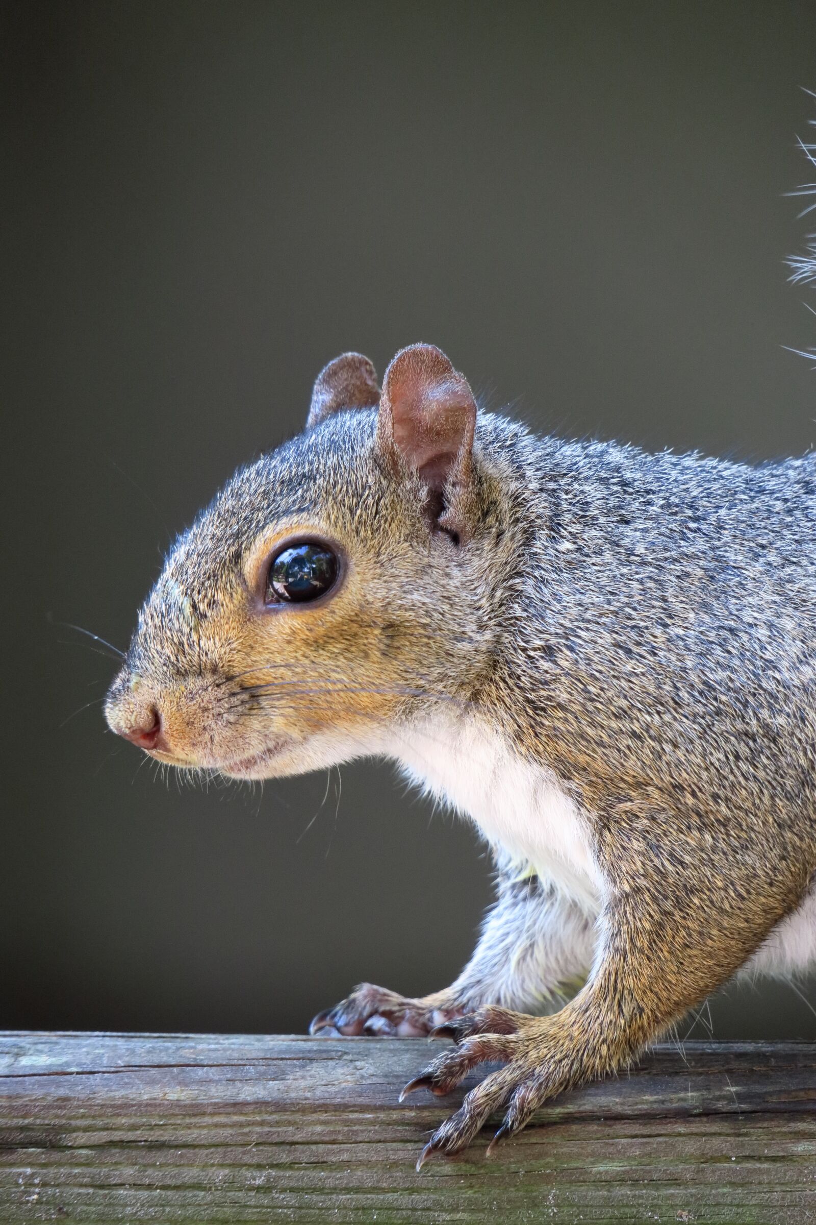 Canon PowerShot G3 X sample photo. Squirrel, head, rodent photography