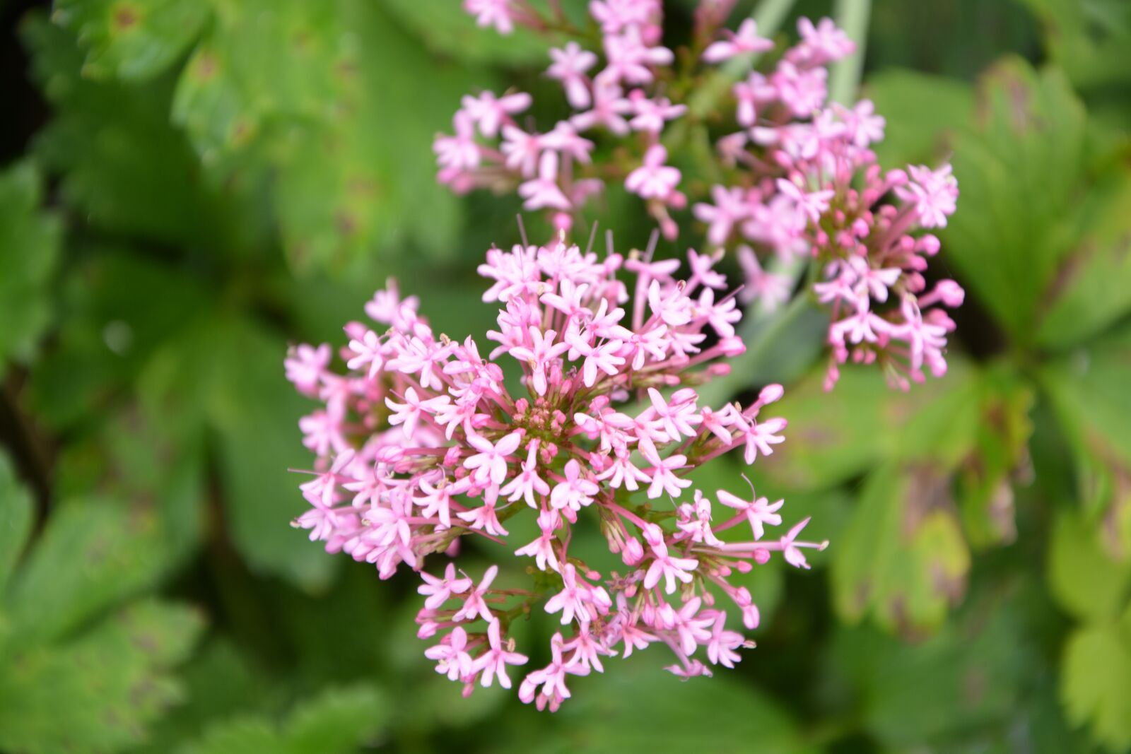 Nikon D5200 sample photo. Flower, plant, pink photography