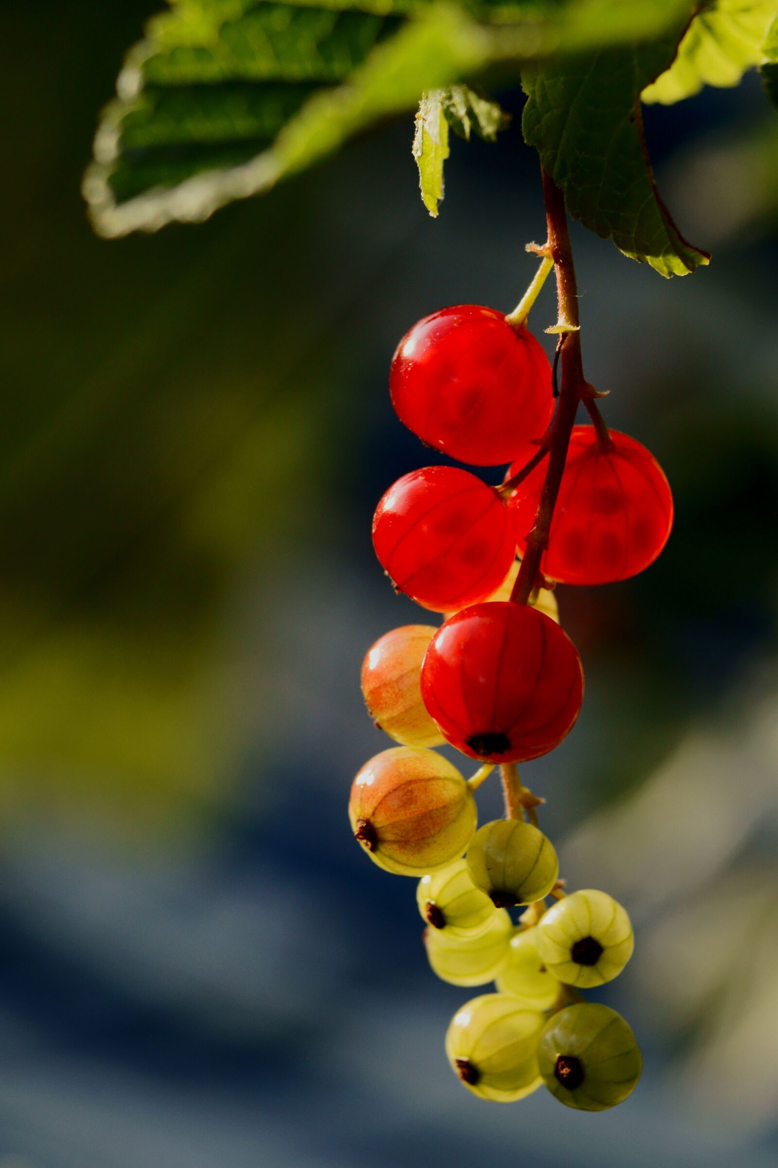Sony SLT-A57 + Sony Vario-Sonnar T* DT 16-80mm F3.5-4.5 ZA sample photo. Currant, red, fresh photography