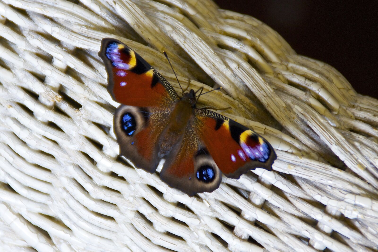 Sony DT 18-200mm F3.5-6.3 sample photo. Peacock butterfly, butterfly, summer photography