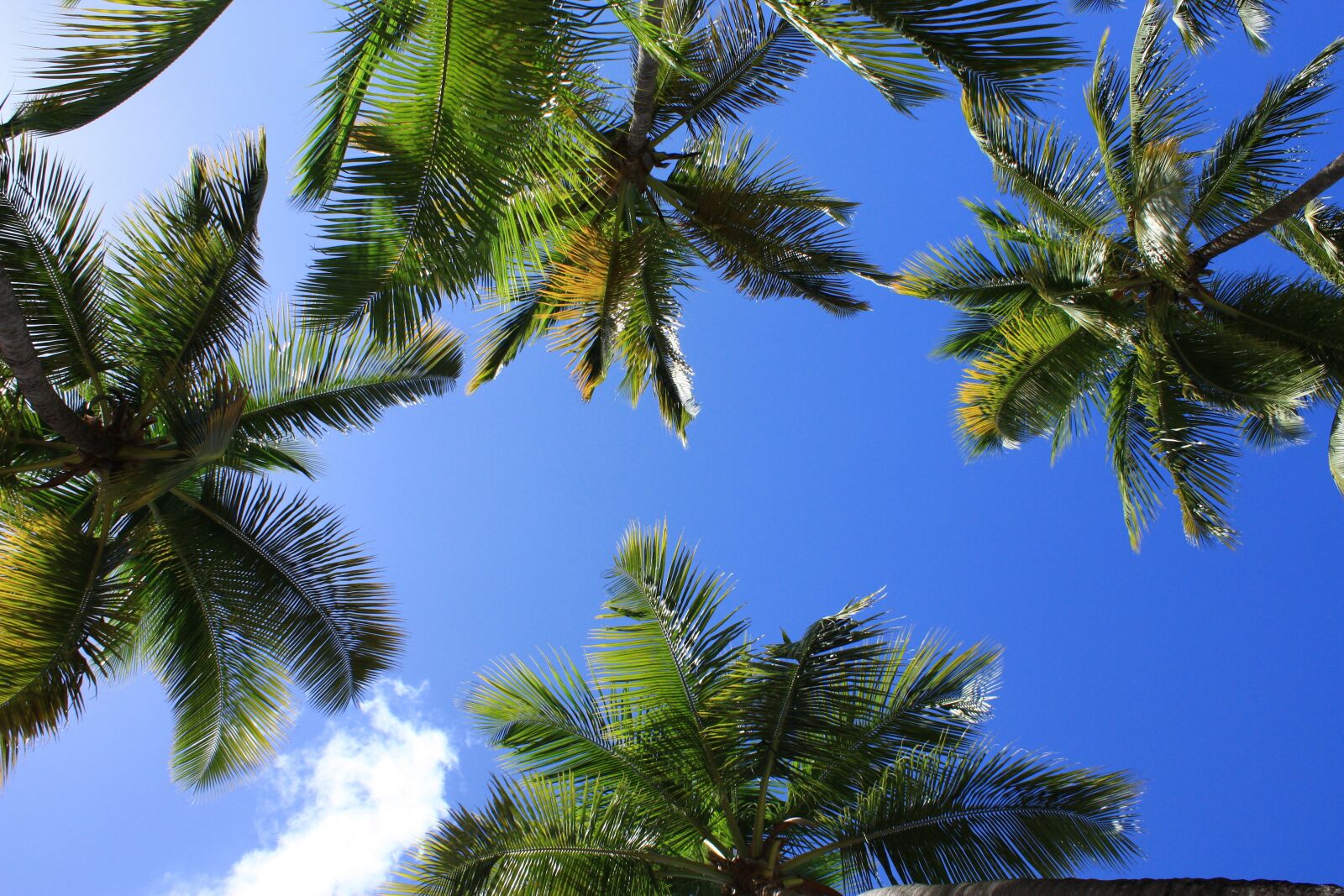 Canon EOS 450D (EOS Rebel XSi / EOS Kiss X2) sample photo. Palm, holiday, relaxation photography