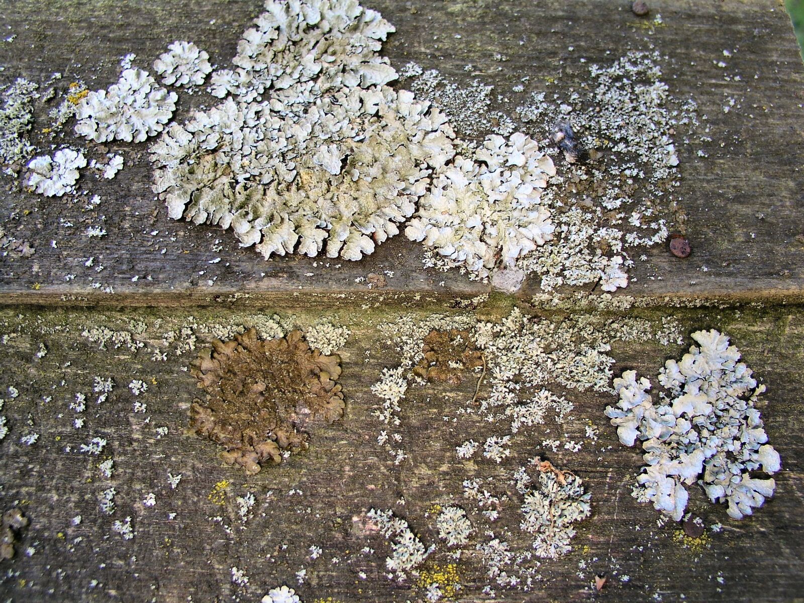 Olympus C5050Z sample photo. Lichen, wood, texture photography