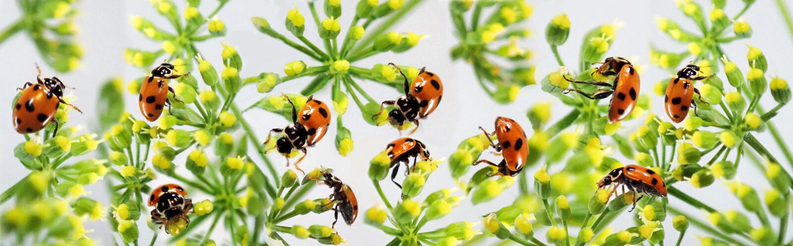 Olympus TG-5 sample photo. Insects, ladybugs, beetles photography
