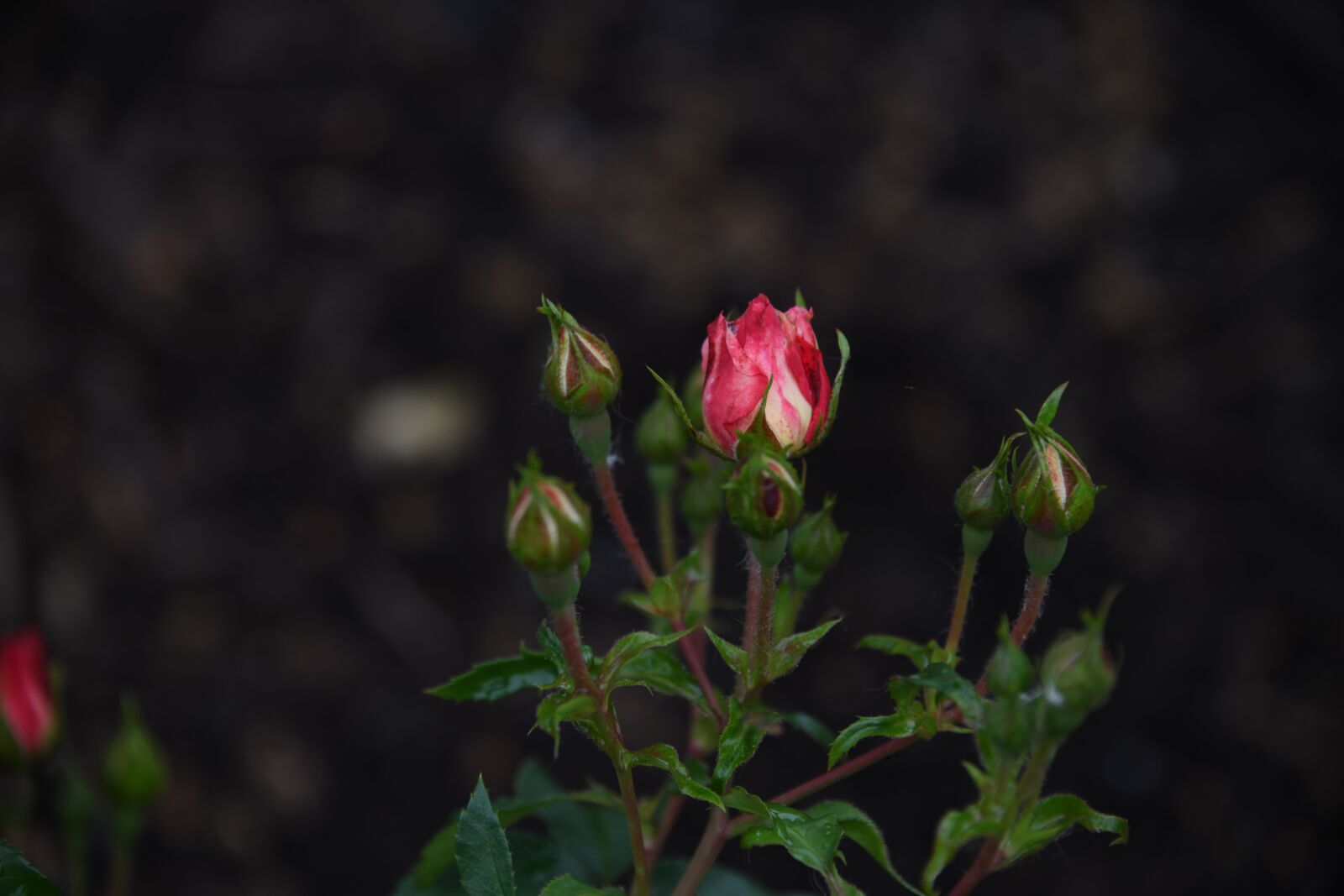 Nikon D850 sample photo. Rose, flower, pink photography