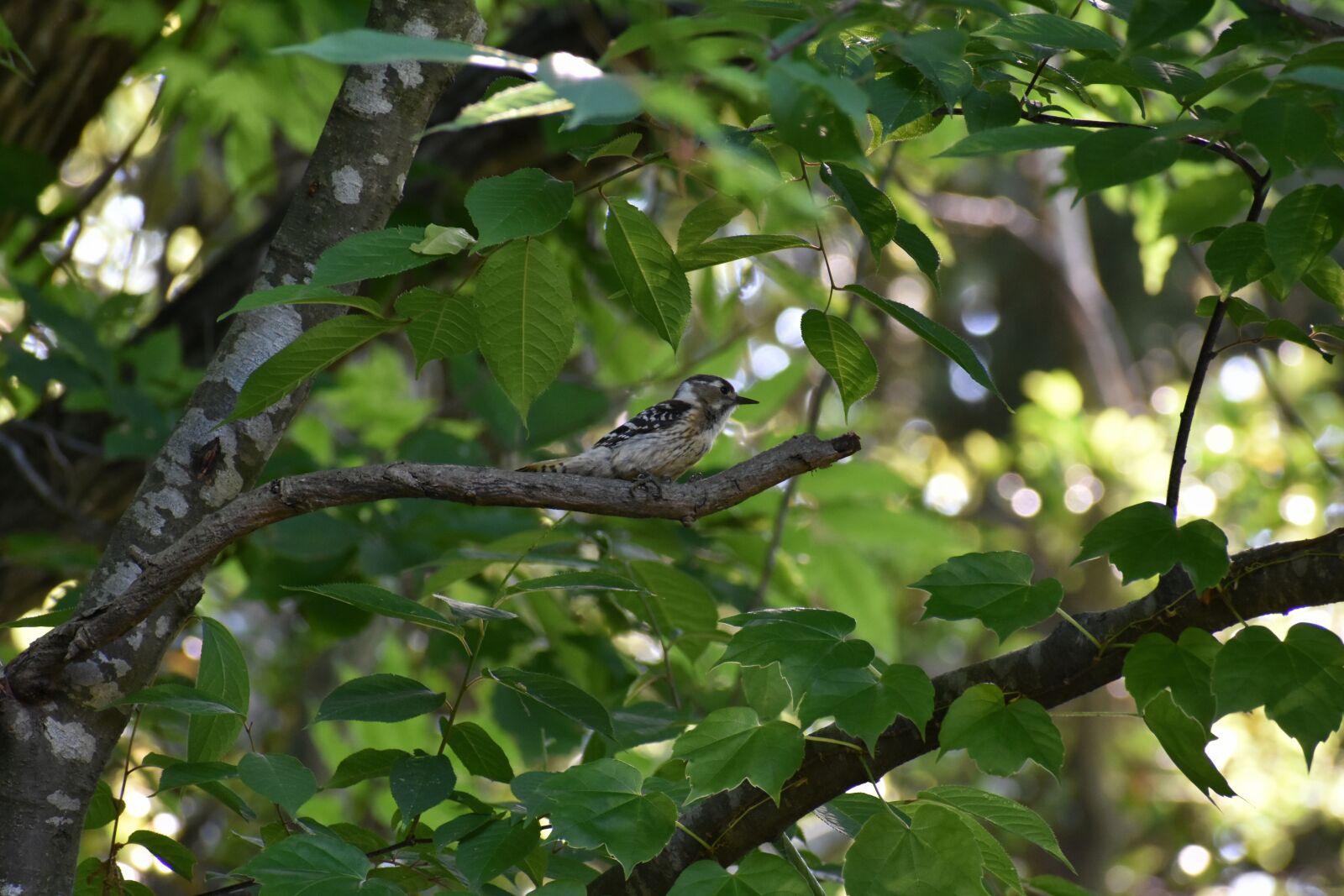 Nikon D7200 sample photo. Animal, fresh green, wood photography