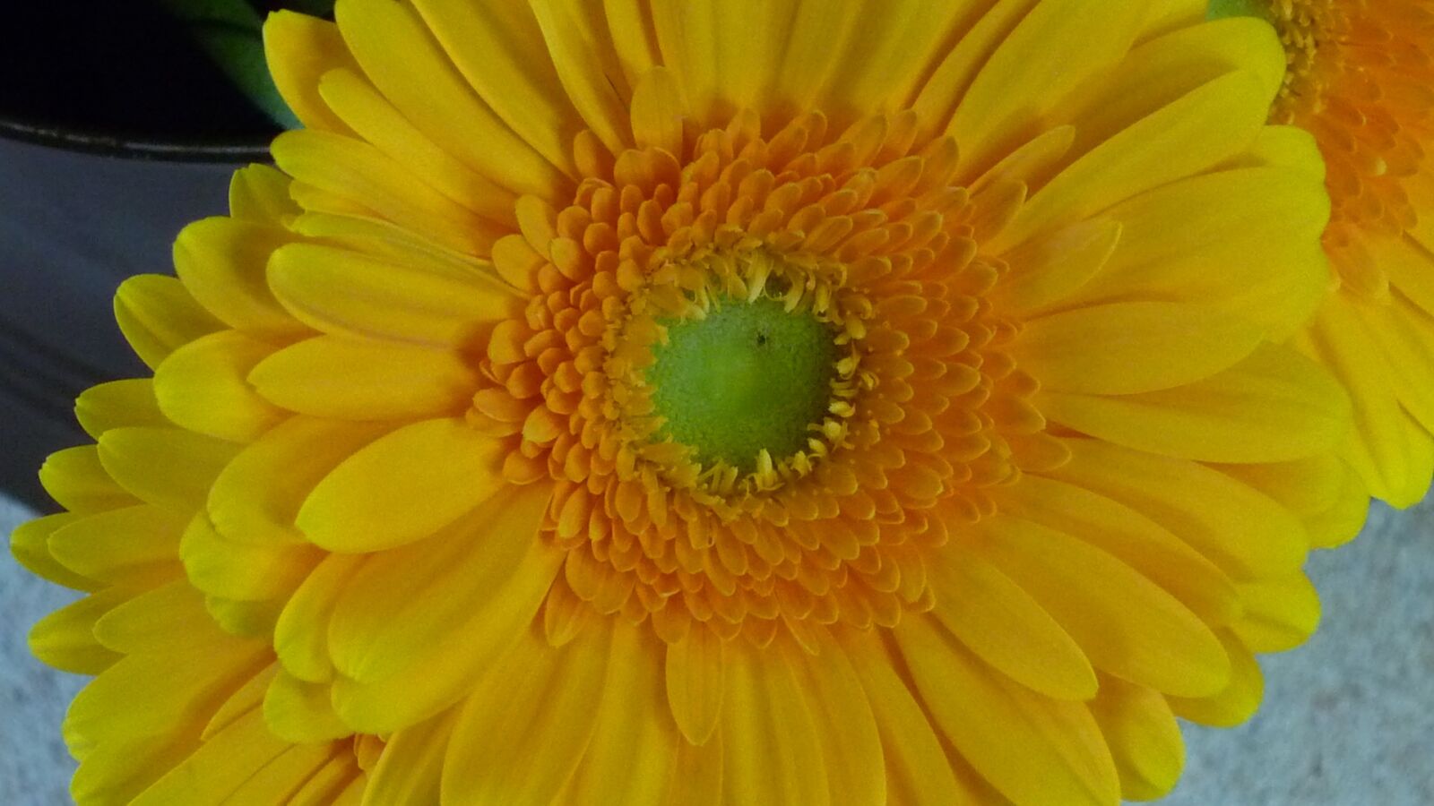Panasonic Lumix DMC-FS6 sample photo. Gerbera, flower, beautiful photography