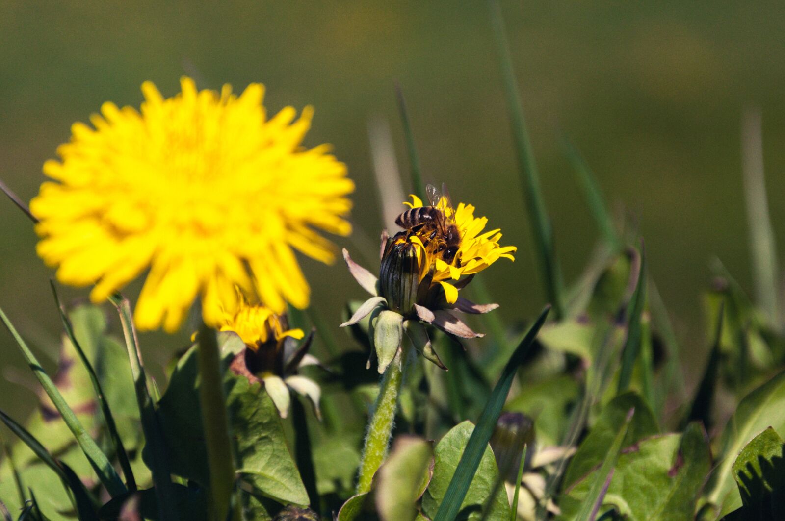 Nikon D90 sample photo. Flower, bee, lavender photography