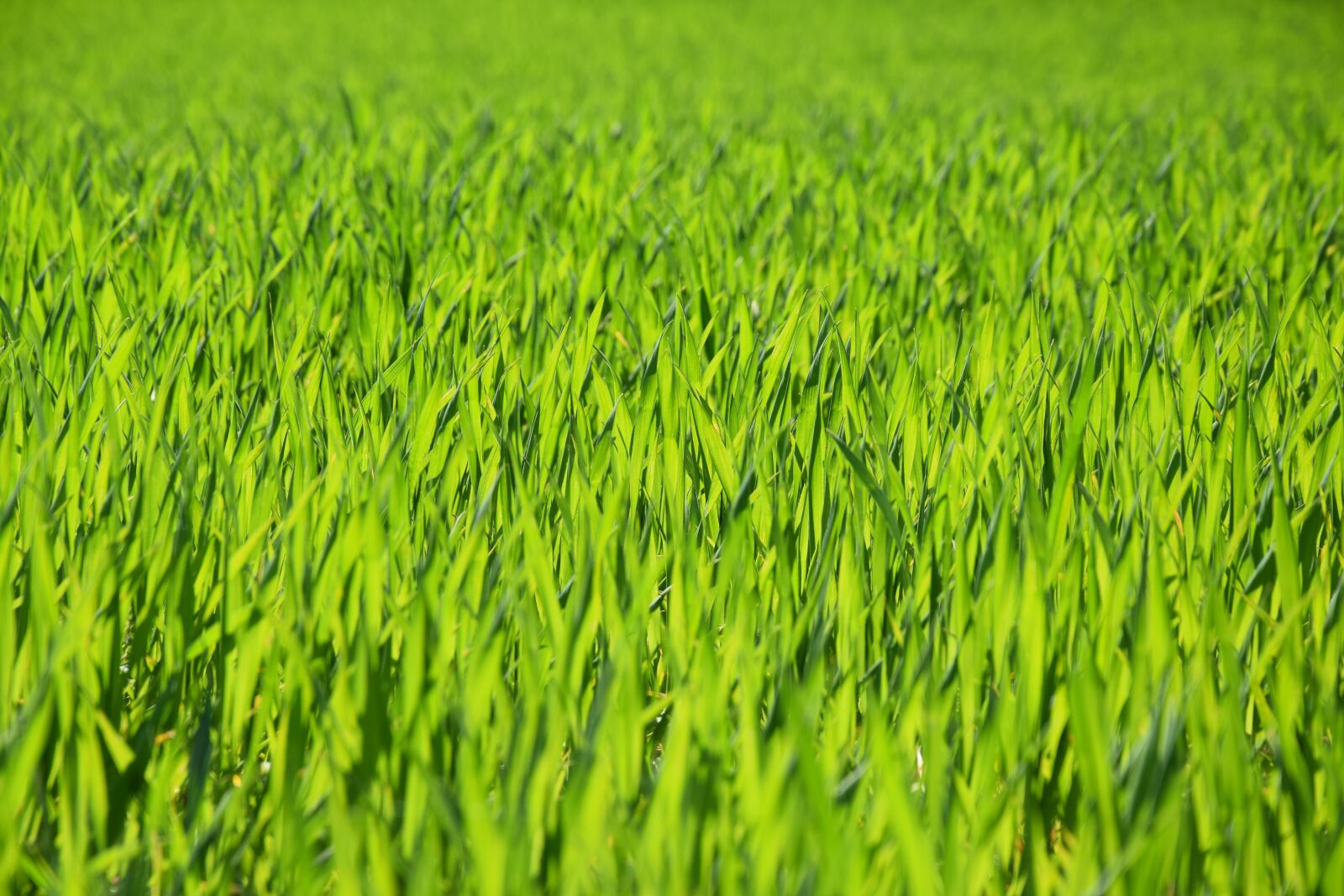Nikon D5300 sample photo. Wheatgrass, green, meadow photography